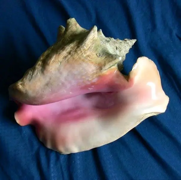 Large and Beautiful Natural Queen Conch Shell
