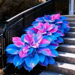 1000+ Colorful Hosta Seeds – Rare Looking Shade Garden Plants for Backyard Landscaping
