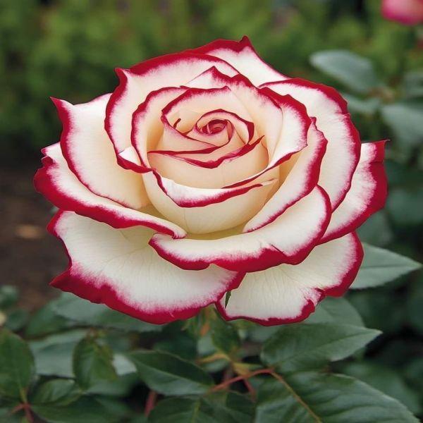 Mix Rose Seeds -  Open Pollinated Non-GMO Seeds for Planting Outdoors, Flower Bush & Perennial Shrub, 90% Germination Rate great gardening gift