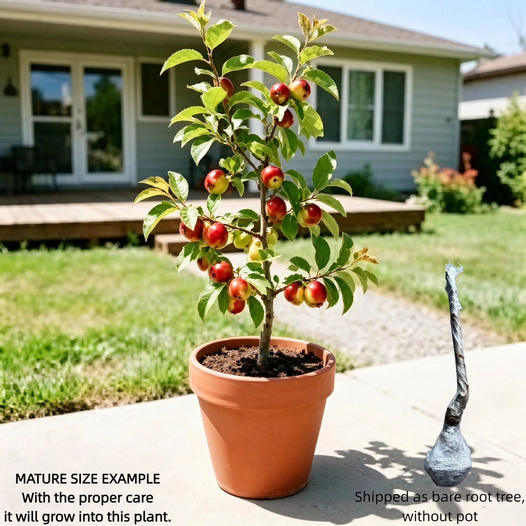 Bare Root Winterberry Holly Tree, Live Fruit Plant for Outdoor Garden, Fast-Growing Ornamental Shrub for Backyard Landscaping, Perfect Gift for Plant Lovers