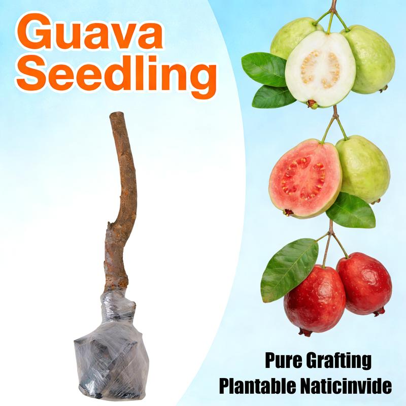 Red-fleshed guava tree – a pink guava tree seedling with a well ...