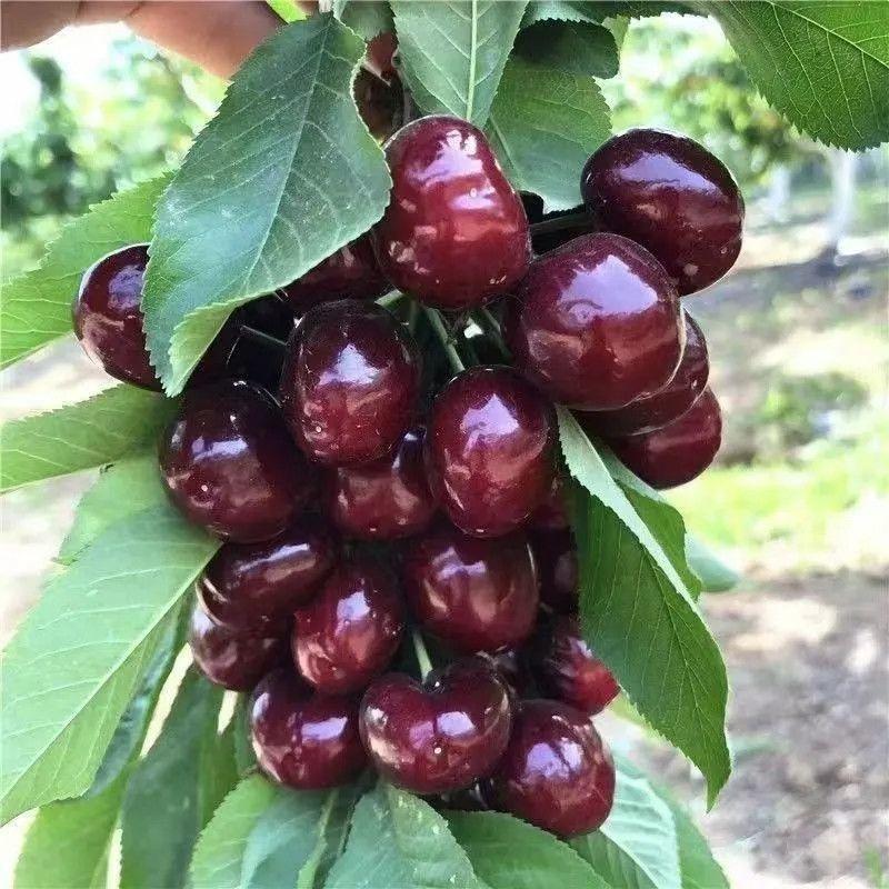 Black Cherry Seedlings, Ready-to-Plant for Home Garden