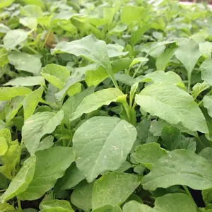 1000+ Green Leaf Amaranth Seeds-Amaranthus Mangostanus