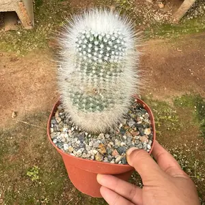 Notocactus Rudibuenekeri 6 inch pot Cactus Plant