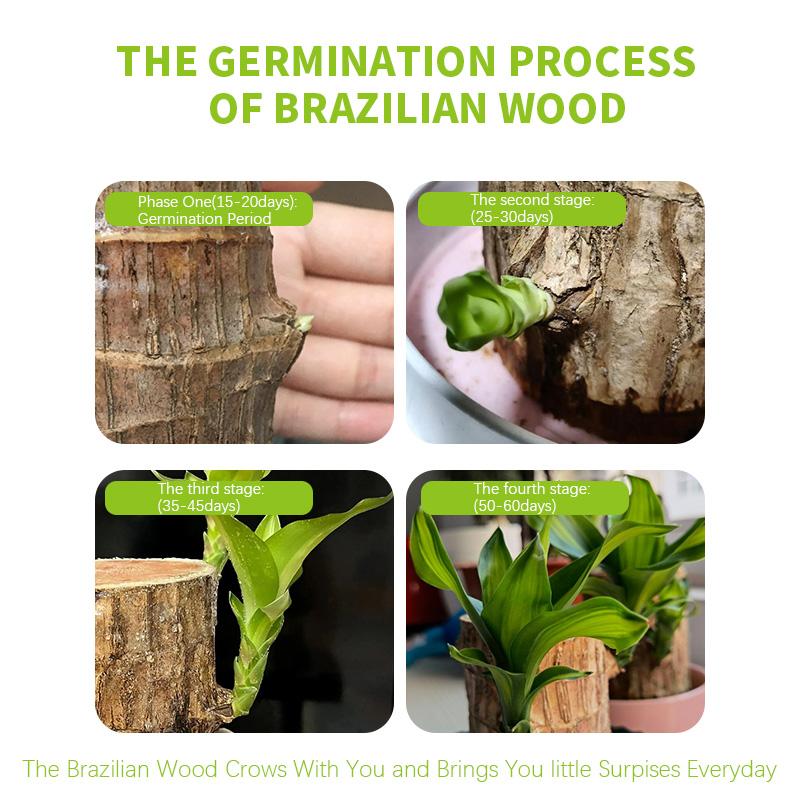 Lucky Brazilian Wood Potted Plant – Mini Brazil Wood for Hydroponics, 2025 New Desktop Decor with Plastic Tray Gift Ornaments