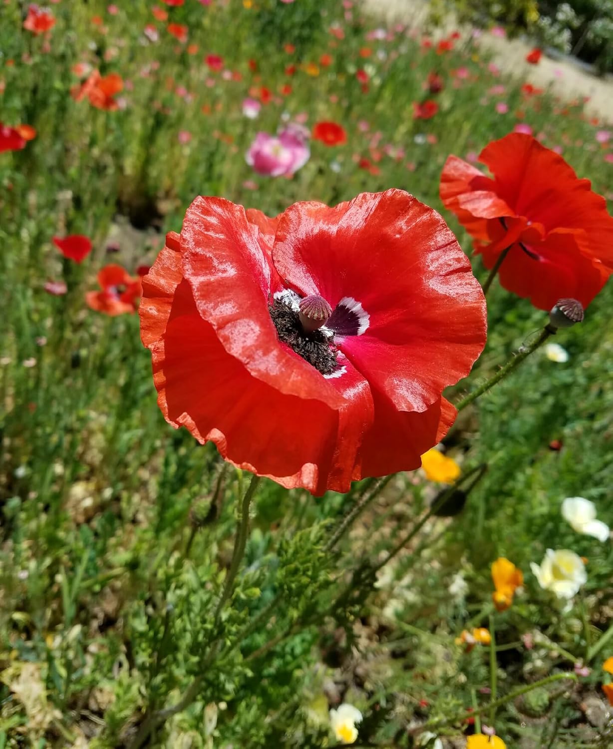 Mixed Corn Poppies - 50,00 Poppy Seeds Including Red Flanders Poppy Seed