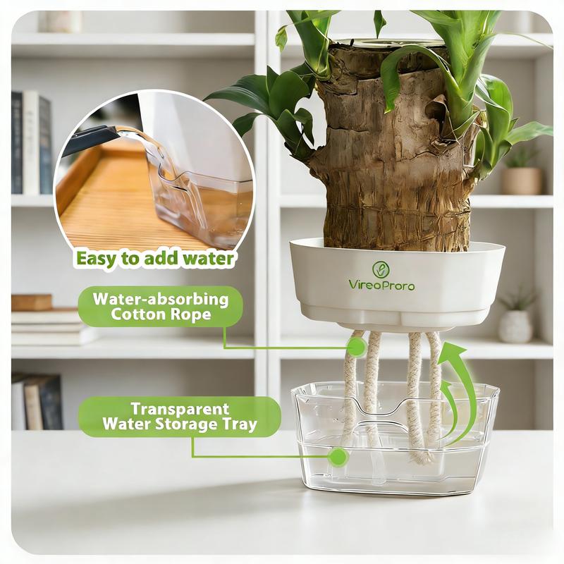 Lucky Brazilian Wood Potted Plant – Mini Brazil Wood for Hydroponics, 2025 New Desktop Decor with Plastic Tray Gift Ornaments