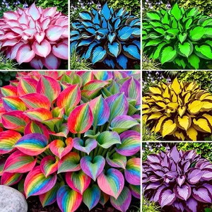 800PCS Mixed Hosta Seeds – Perfect for Pots & Shade Spaces Easy-to-grow perennial seeds ideal for potted planting. Shade tolerant, low maintenance, and great for balconies, patios, and home gardens. Adds lush greenery with minimal care.