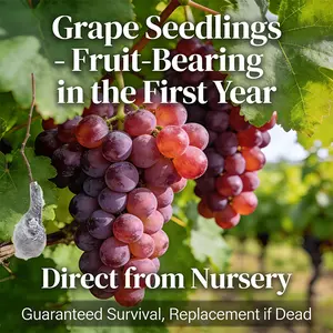 Outdoor Grape Vine Seedling for Home Garden, Low Maintenance Fruit Plant, Ideal for Beginner Gardeners