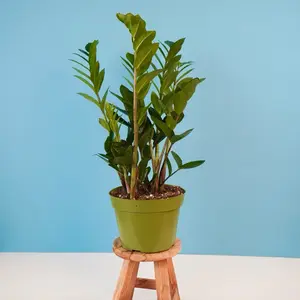 Zz Plant - Easy Care Indoor House Plant - 6” Pot