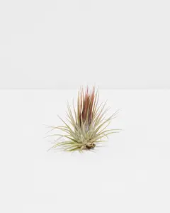 Ionantha Guatemala Tillandsia Air Plant