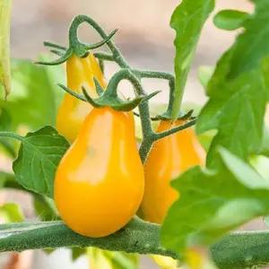 103 PCS Compact Yellow Cherry Tomato Seeds – High-Yielding Dwarf Variety Perfect for Pots & Small Gardens, Producing Sweet, Sun-Kissed Fruits All Summer