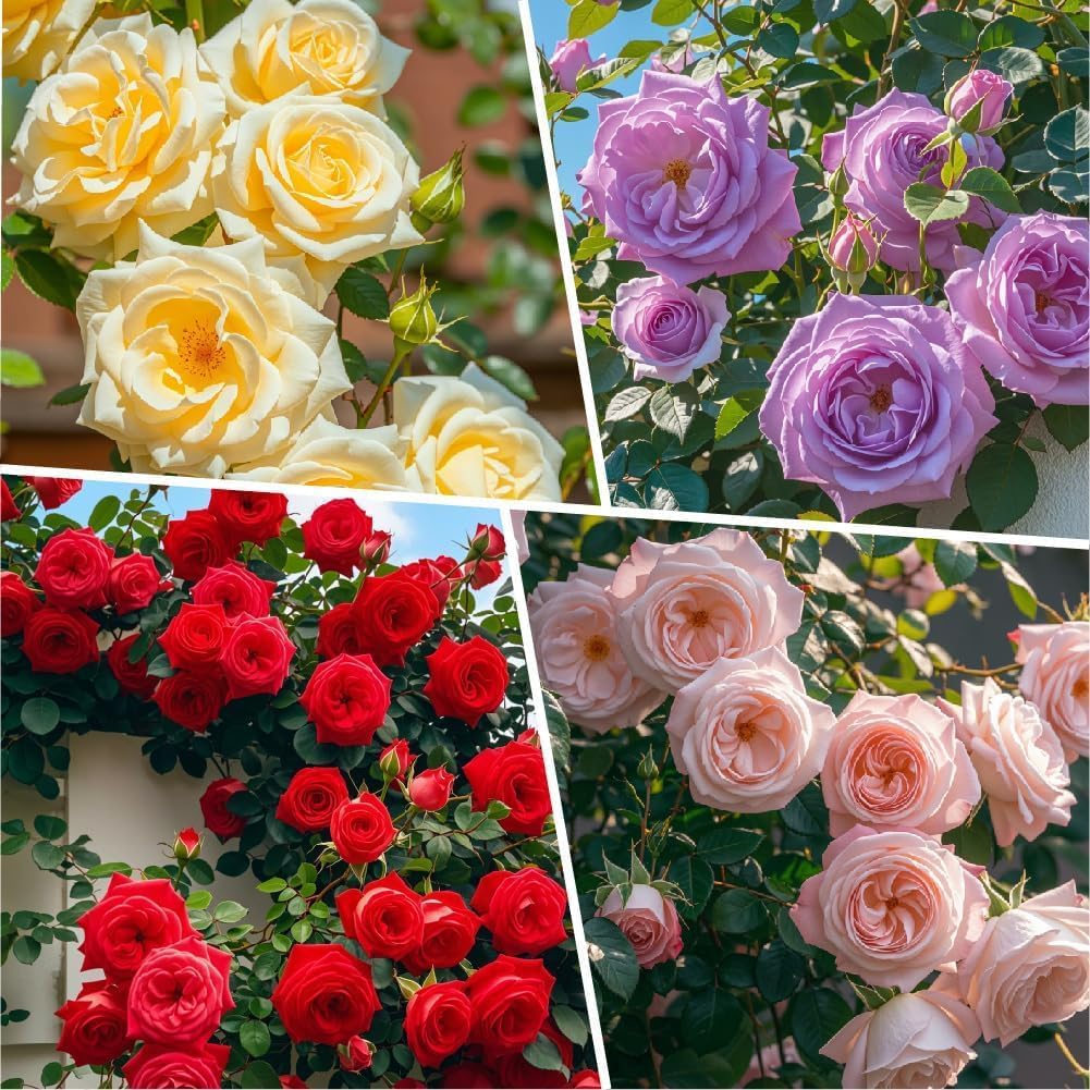 200 Pcs Multi-Color Climbing Rose Seeds for Planting Outdoors - Easy to Grow Perennial Flower Seeds, Beginner-Friendly Beautiful Rose Garden Kit