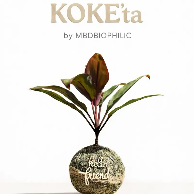 Live Kokedama Ti Plant (Cordyline Fruticosa) – Handcrafted Moss Ball Indoor Plant Decor