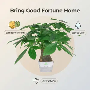 Wealthy Tree Small Potted Plant for Indoor Living Room Office Desk Greenery Flower Evergreen Plant Auspicious Tree Potted Decoration Feng Shui Elegance Pre-Potted Convenience Personalized Greenery