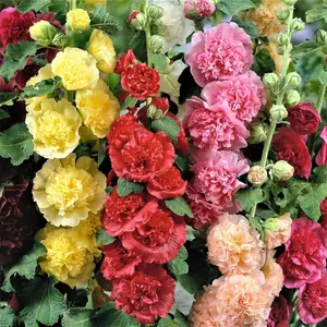 [Promise: Germinate or Refund]500pcs Double Hollyhock Seeds 'Radiant Rose’ - Mixed Colors, Non-GMO Heirloom, Hardy Biennial for Vibrant & Tall Blooms Plant Garden Outdoor Flower Pot Decorative Tulip