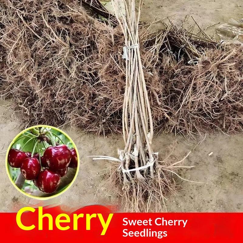 Premium Black Cherry Sapling - Sweet Cherry Tree for Home Garden, Beginner Friendly & Easy to Grow, Ready to Plant for All Gardeners