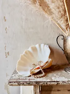 Tridacna Gigas Natural Clam Shell