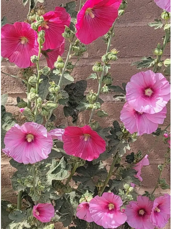 Holly Hock seeds 500