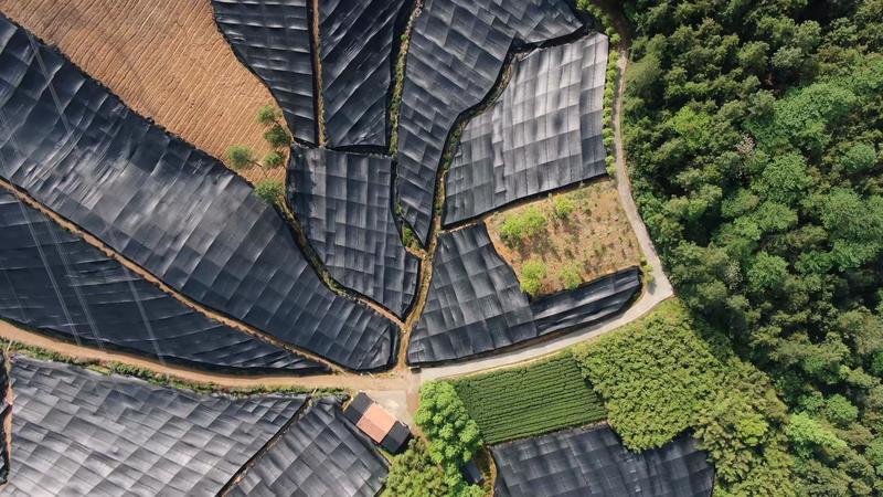 Matcha Cap |  Convenience for On-the-Go Lifestyles  | 12-Pack Premium Quality, Easy Brew | Jingbaiwei Matcha Cap | OnTheGo | HealthyAlternative | QuickRecipe