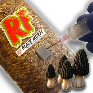 Black Morel (Morchella Importuna) Grain Spawn