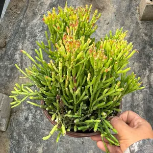 Dancing Bones Rhipsalis 6 inch pot Succulent Plant