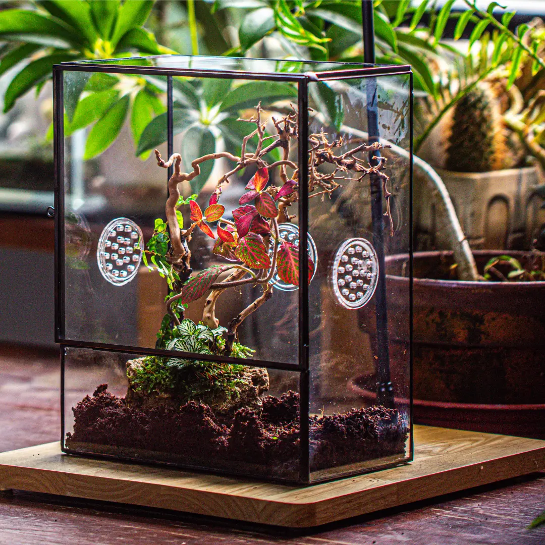 NCYP Large Closed Glass Terrarium with Front Opening Door and 3 Vents for Insects, Snail, Tropical Plants, Terrarium Only