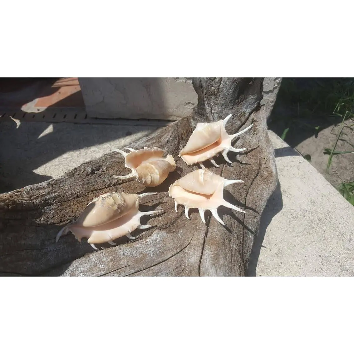 Spider Conch Shell- Lambis Lambis 4-5"