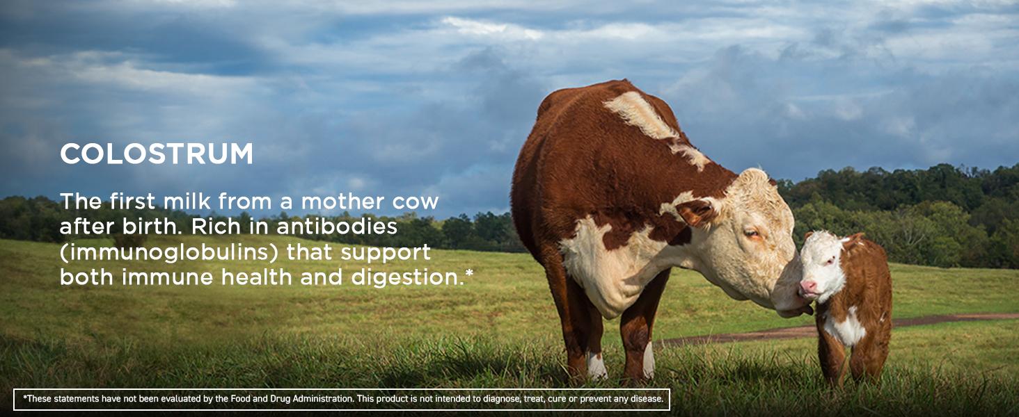 Colostrum Dietary Supplement | Immune Boost with Vitamin C, Zinc & Selenium | Grass-Fed Bovine Colostrum, Standardized 10% IgG Immunoglobulins | Gut, Recovery & Wellness Support | 60 Capsules