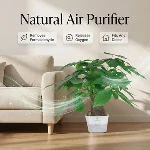 Prosperity Money Tree - Pest-free evergreen plant with undamaged stems, highly adaptable for bonsai shaping, ideal gift for relatives and beginners.  A perfect small indoor plant for desks or shelves.