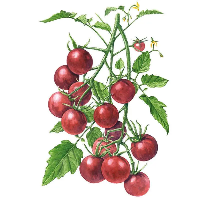 Chocolate Cherry Pole Cherry Tomato Seeds - TikTok Shop