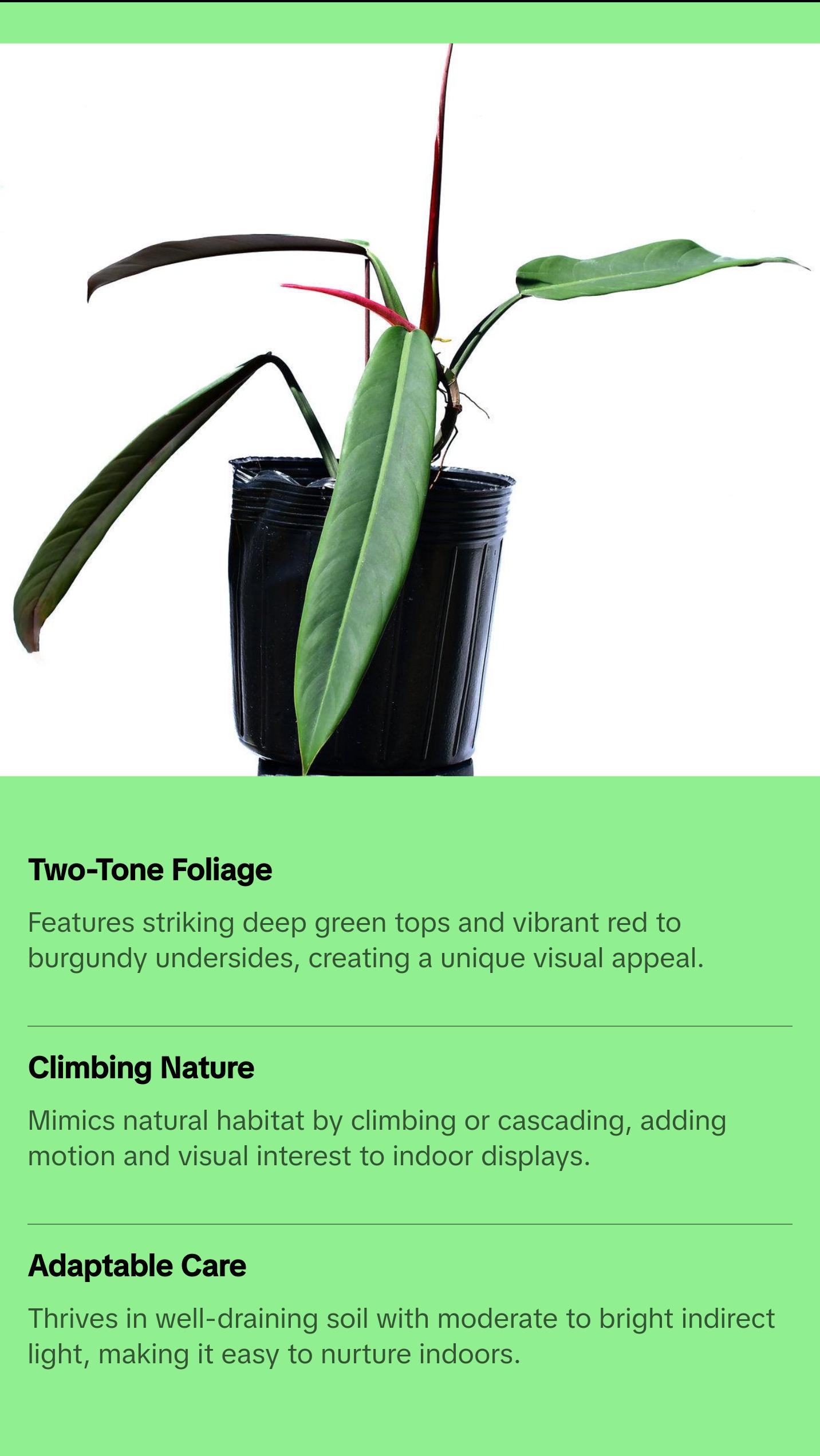 Philodendron bicolor