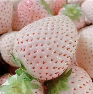 800+ White Alpine Strawberry Seeds: Heirloom, Sweet & Unique Wild Berries