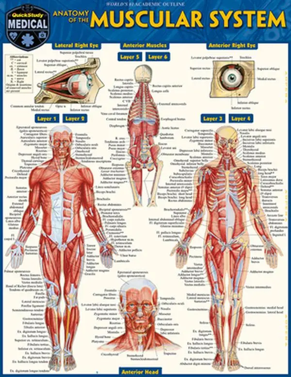 Anatomy of the Muscular System: A Quickstudy Laminated Reference Guide -- Vincent Perez, Poster