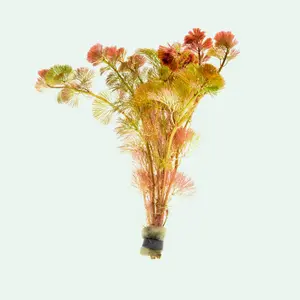 Cabomba Piauhyensis Red