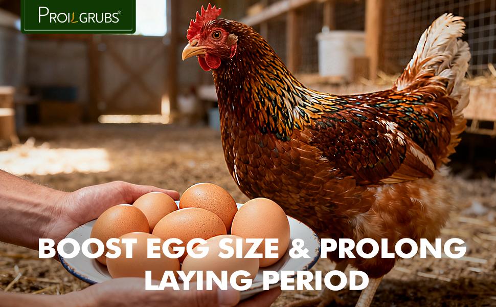 PROILGRUBS 3.5oz/7oz/10.5oz/14oz/5lbs/10lbs Dried Black Soldier Fly Larvae Protein Treat for Chickens Enhances Egg Productivity & Feather Health Non-GMO Natural Feed Rich in Calcium & Nutrients Worms Insects