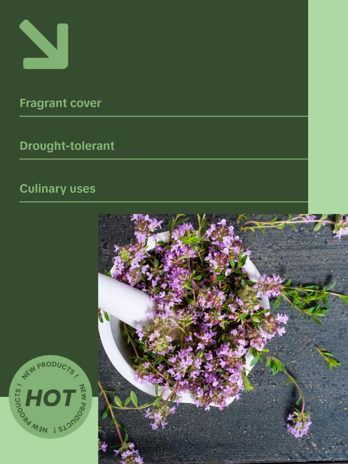 Organic Creeping Thyme Seeds (Thymus serpyllum) – 250+ Seeds for Herb Gardens, Ground Cover, and Pollinator Gardens