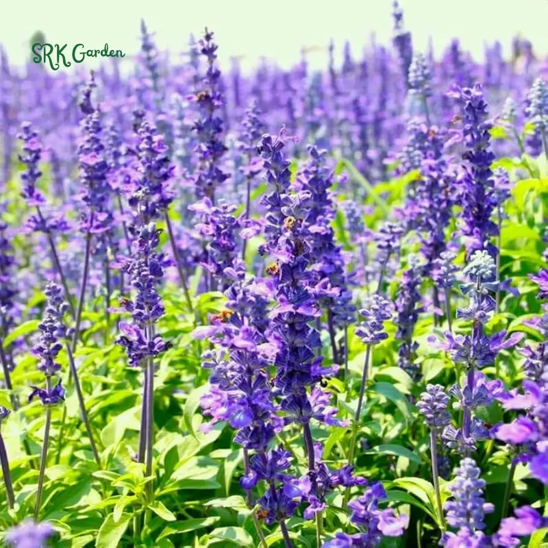 Blue Hyssop Seeds | 250 Seeds Blue Hyssop Seeds | 250 Seeds
