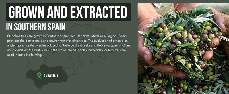 Triquetra Health Total Olive (Olive Leaf Extract + Olive Fruit Extract) Healthcare Oil