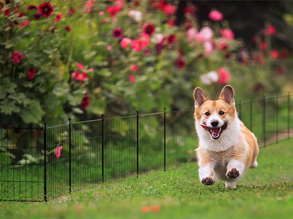 FXW Decorative Garden Fence for Yard, 20"/24"/32" (H), 14.8-29.6ft (L), Animal Barrier Border for Dogs & Rabbits, Flower & Plant Edging, 8/16 Panels