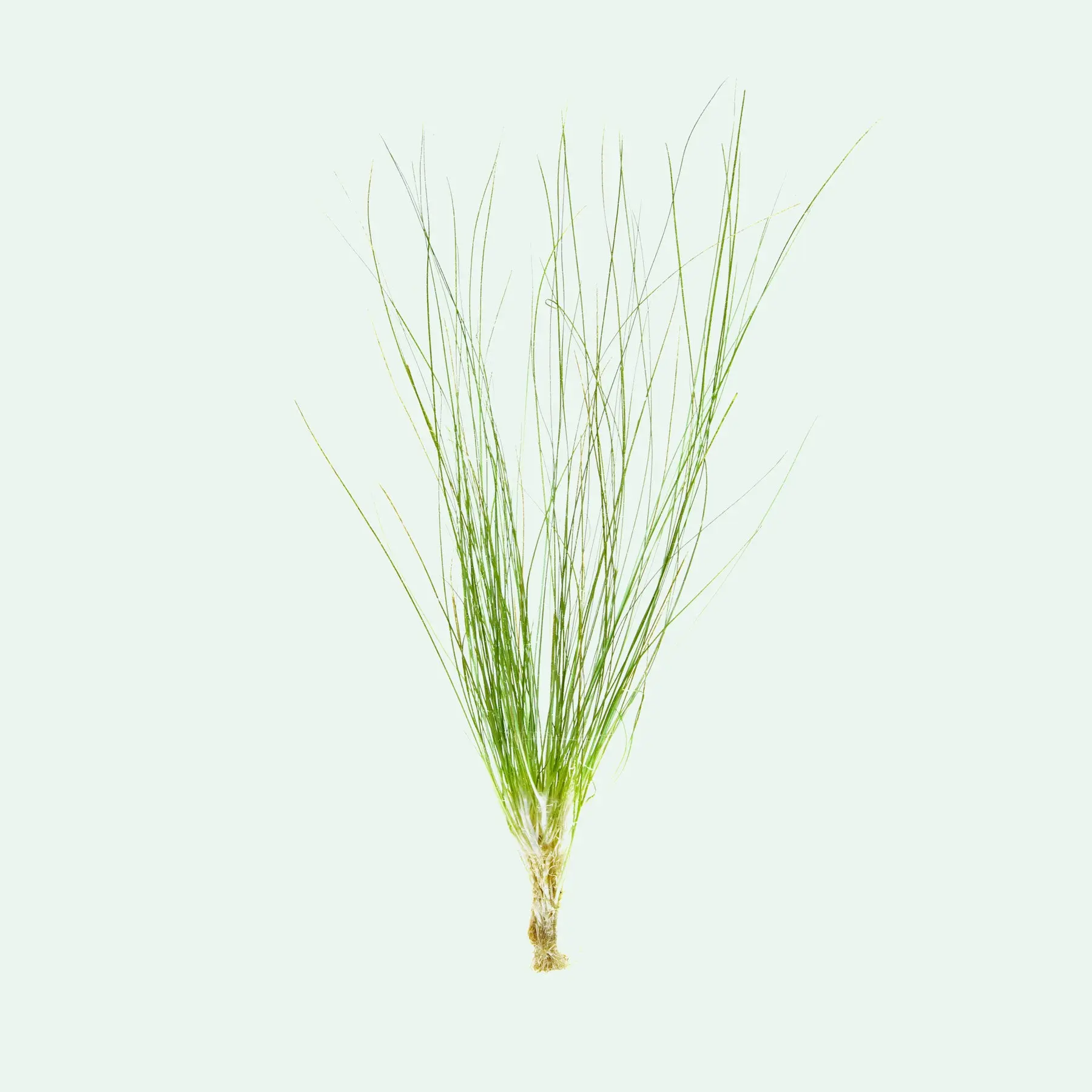 Eriocaulon Feather Duster
