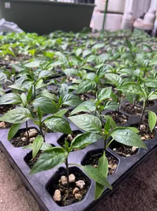 (PRE ORDER) live Pumpkin Spice Jalapeño Pepper Plant 3-6 inches – Organic Spicy Pepper Seedling for Home Gardens