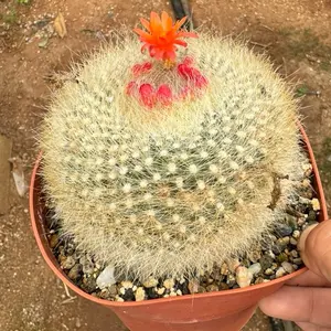 Notocactus Haselbergii 6 inch pot Cactus Plant
