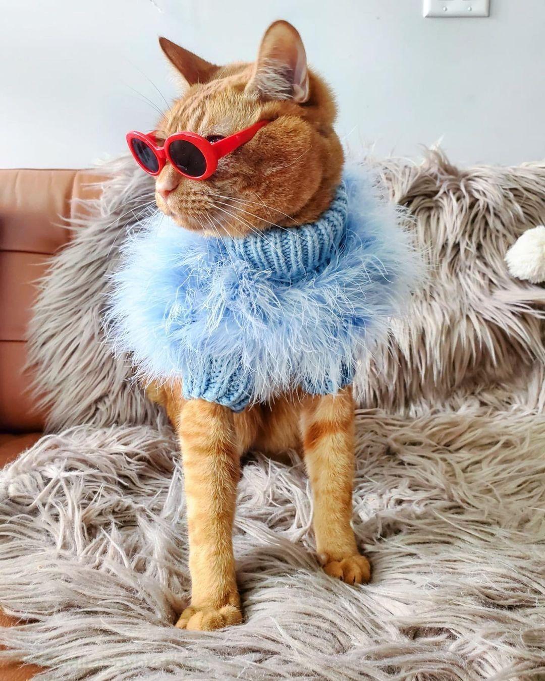 Haute Couture Feathered Luxury Pet Sweater Winter Warm Soft Fluffy Coat for Small Medium Dogs & Cats in Blue and Pink Size S M L XL