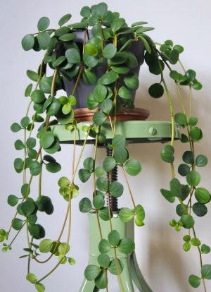 Peperomia Hope 'Peperomia tetraphylla'