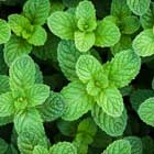 Cinnamint Lip Shine No. 1190