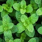 Cinnamint Lip Shine No. 1190