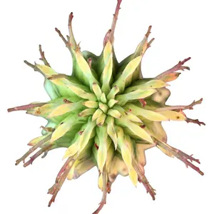 Euphorbia mammillaris Corn on the Cob Cactus