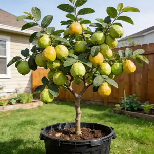 Heirloom  Non-GMO Guava sapling for Potted Plants Greenhouses & Outdoor Gardens Easy to Cultivate Fruit saplings Ideal for Gardening Enthusiasts