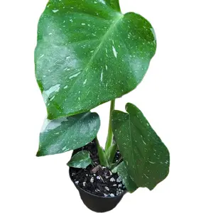 Thai Monst plastic Thai Monst plastic